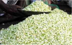 madurai-jasmine-flower-price-soar-high