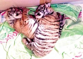 tiger-cubs