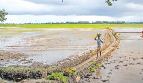 paddy-cultivation