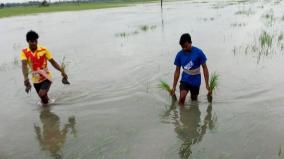 nivay-cyclone-affected-in-cuddalore