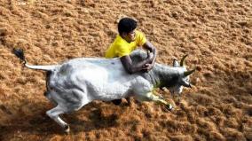 will-jallikattu-take-place-southern-district-people-s-expectation