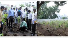 miyawaki-dense-1650-saplings-were-planted-in-1650-square-feet-in-kk-nagar-chennai-corporation-commissioner-prakash-study