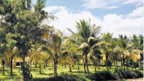 nellai-district-administration-gives-advice-to-safeguard-coconut-trees