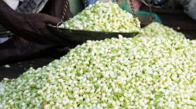 madurai-jasmine-prices-fall-again-farmers-are-concerned