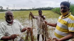 farmers-affected-in-puduchery