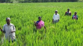 sivagangai-400-acre-paddy-fields-under-water