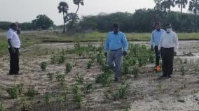 sivagangai-chilli-onion-fields-damaged-due-to-incessant-rains