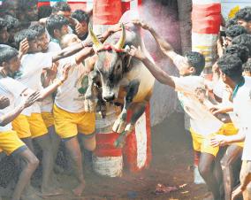 jallikattu