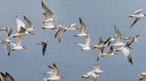 birds-of-equality