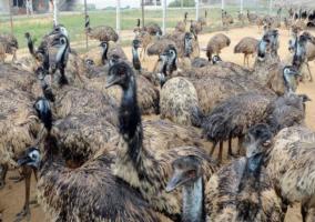 emu-bird-business-fraud-case-judgement