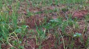 thirupuvanam-onion-crop-damaged-due-to-rains