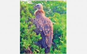 himalayan-eagle