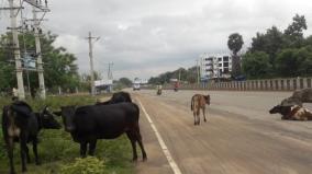 police-warning-against-stray-cows
