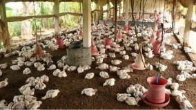 strike-announced-by-broiler-chicken-association