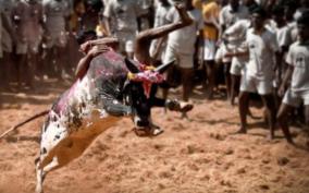 avaniyapuram-gears-up-for-jallikattu