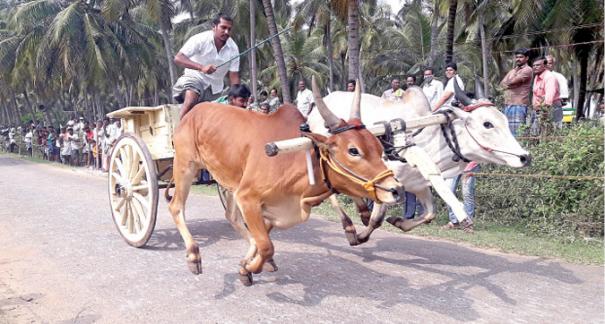 பொள்ளாச்சியில் களைகட்டிய ரேக்ளா பந்தயம்: ஆயிரக்கணக்கானோர் கண்டு ரசித்தனர்