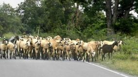 cattle-safety