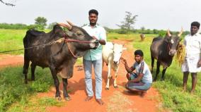 madurai-youth-rears-jallikattu-bull