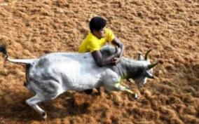 jallikattu-restrictions-bull-tamers-and-fighters-express-anguish