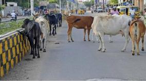 stray-cows-issue-in-nellai-town