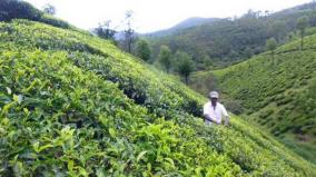 tea-crops