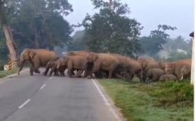 60-elephants-camp-including-10-baby-elephants-in-hosur-reserve-warning-to-villagers