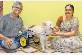 wheelchair-for-a-dog-with-a-hind-leg-prime-minister-praises-coimbatore-father-and-daughter