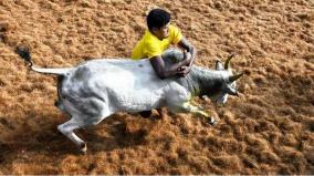 allanganallur-jallikattu-preparations-to-begin-tomorrow