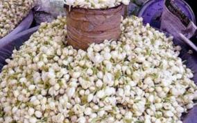 dindigul-jasmine-price-soars-high