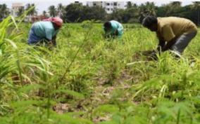 periyar-irrigation-farmers-protest-in-sivagangai