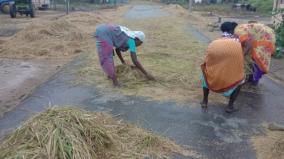 manamadurai-paddy-being-trashed-on-roadside