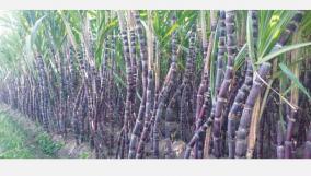 sugarcane-farmers