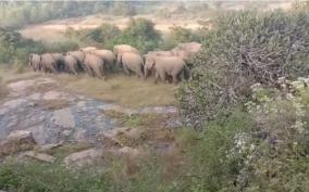 120-elephants-camp-in-two-groups-in-hosur-forest-reserve-forest-department-warns-villagers