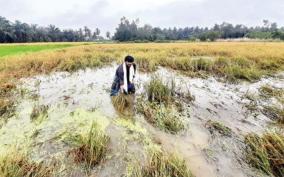 continuous-rains-cause-damaged-to-crops