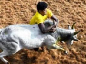 phsiotherapy-doctors-demand-to-tn-government-on-jallikattu