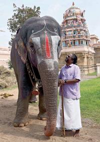 srirangan-elephant-andal