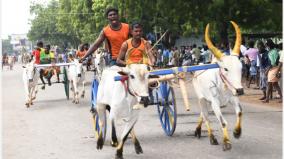 cattle-race-near-thoothukudi-minister-s-carts-won-first-prize