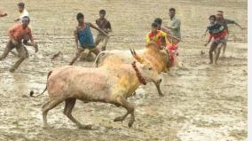 bulls-suppressing-manchurian-bulls-in-pouring-rain-near-singampunari