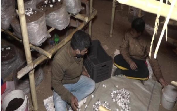 j-k-udhampur-engineer-takes-up-mushroom-farming-after-job-loss-due-to-covid