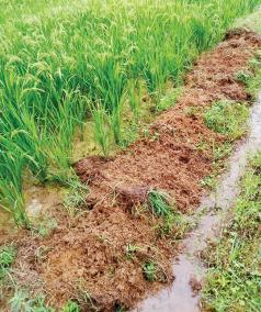 wild-boars-damaging-paddy-crops