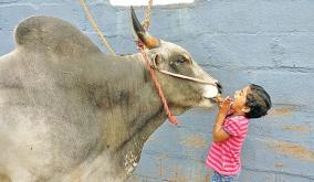 jallikkattu-bull