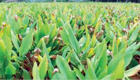 turmeric-cultivation