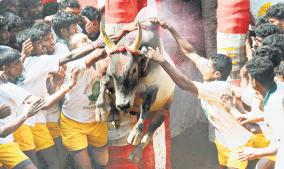 jallikattu