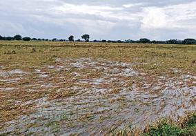 cuddalore-rain