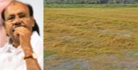 crop-damage-due-to-sudden-rains-in-cauvery-delta-and-ariyalur-districts-farmers-need-compensation-ramadas-insists