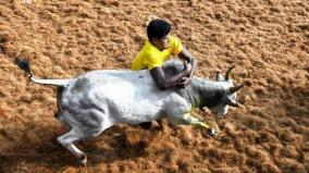 jallikkattu