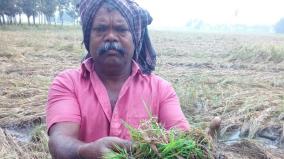 more-than-5-000-acres-of-paddy-crops-affected-in-trichy-district