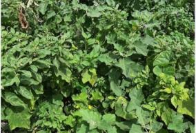 tamil-nadu-agricultural-university-release-of-11-new-crop-varieties