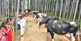 pongal-festival