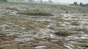 crop-damage-in-1-lakh-acres-in-pudukkottai-district